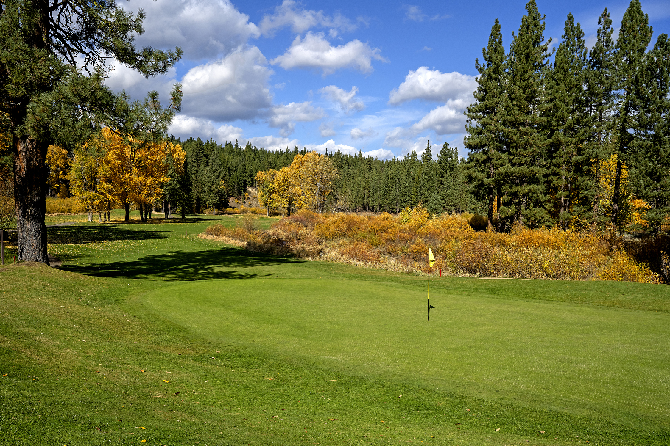 Plumas Pines — Dense ponderosa pines demand shot shaping